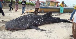 How da heck did a whale shark end up on the shores of Melaka?