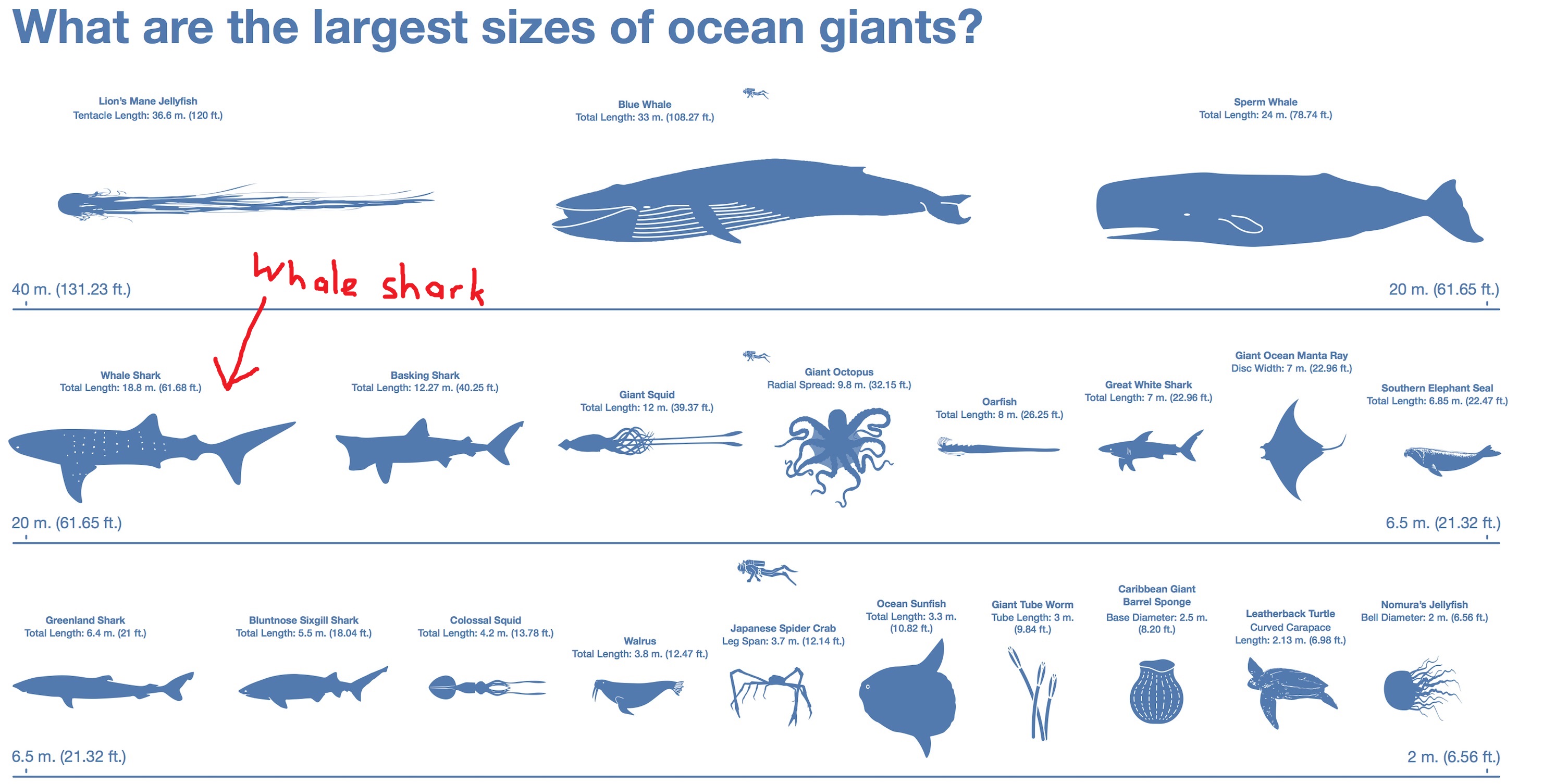 largest-creatures-in-the-ocean-whale-shark