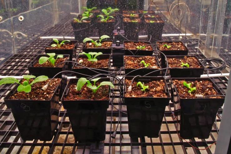Space lettuce growing in the lab, courtesy of Bruce Bugbee, Ph.D., director of the plants, soils and climate department at Utah State University. 