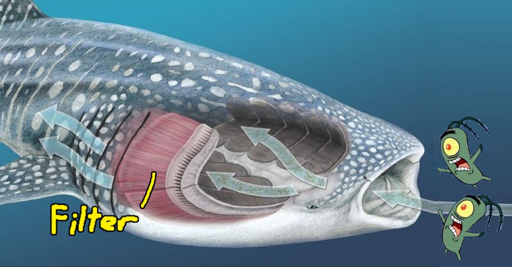 How da heck did a whale shark end up on the shores of Melaka?