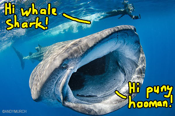 How da heck did a whale shark end up on the shores of Melaka?