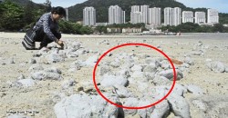 What are these weird grey lumps that washed up on Penang’s beach?