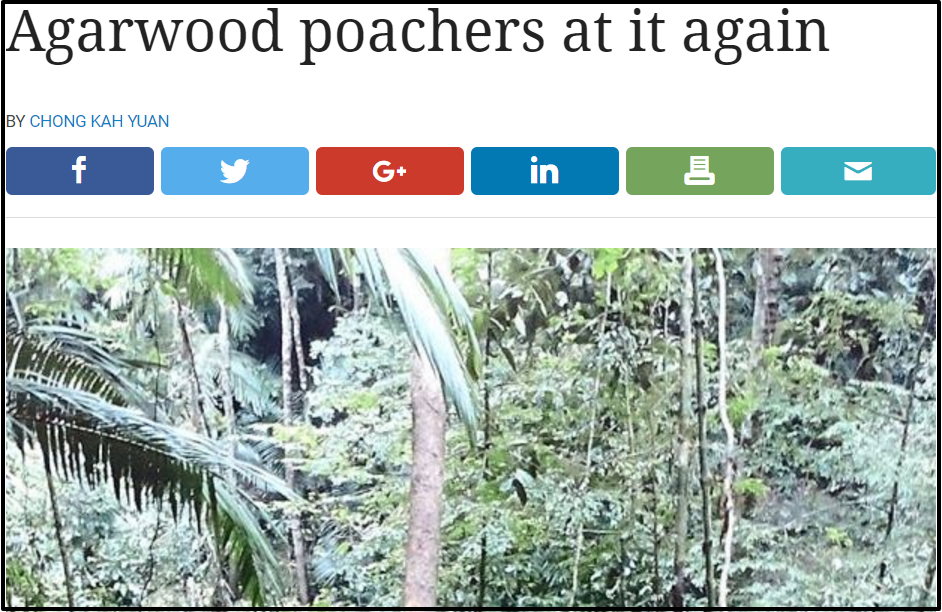 Agarwood poachers at it again Community The Star Online
