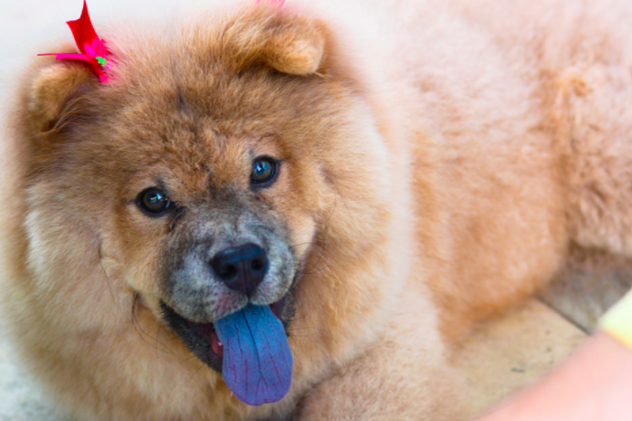Blue like Chow Chow! Sorry we couldn't find a photo of the Telomian's tongue. Photo from Flickr user laurasardinha