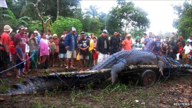 lolong philippines crocodile