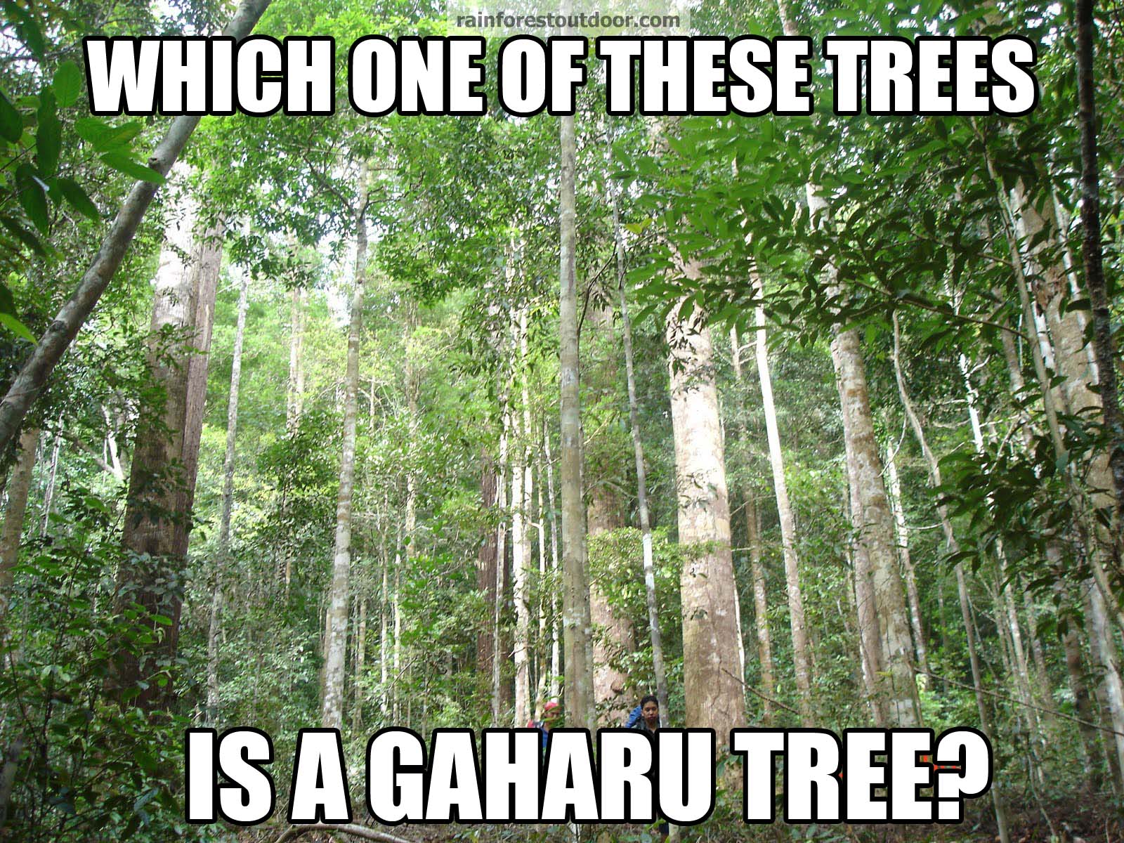 which tree gaharu