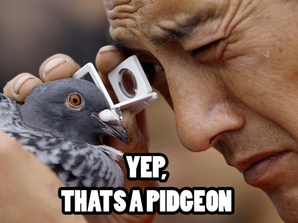 yup_thats_a_pigeon