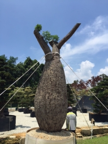 A lively Ceiba chodatii trying to escape its restrains. Source