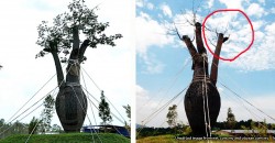 Did this RM180,000 tree in Terengganu really die, or did it just ‘hibernate’?