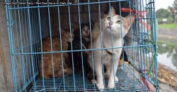 Cat meat is being sold for RM12 per ekor! Is it actually legal??