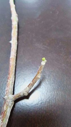 New shoots from the tree confirms that it is still alive. Source