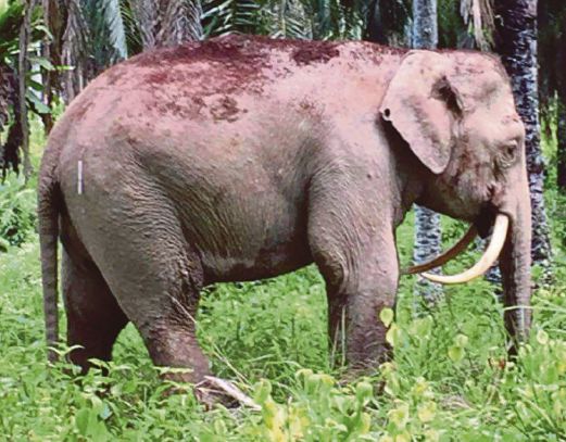 The rare sabre-tusk elephant. Credit image to New Strait Times.