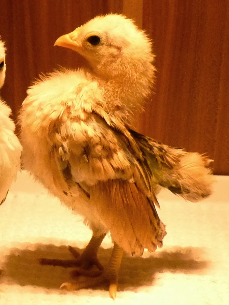 serama chick 4 weeks old