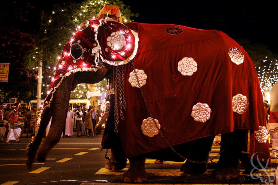 A Brit lady trapped herself in a cave to protest elephant rides in
