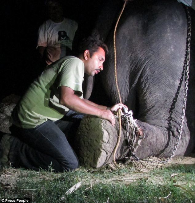 The spiked chains on Raju's feet during the rescue. Source