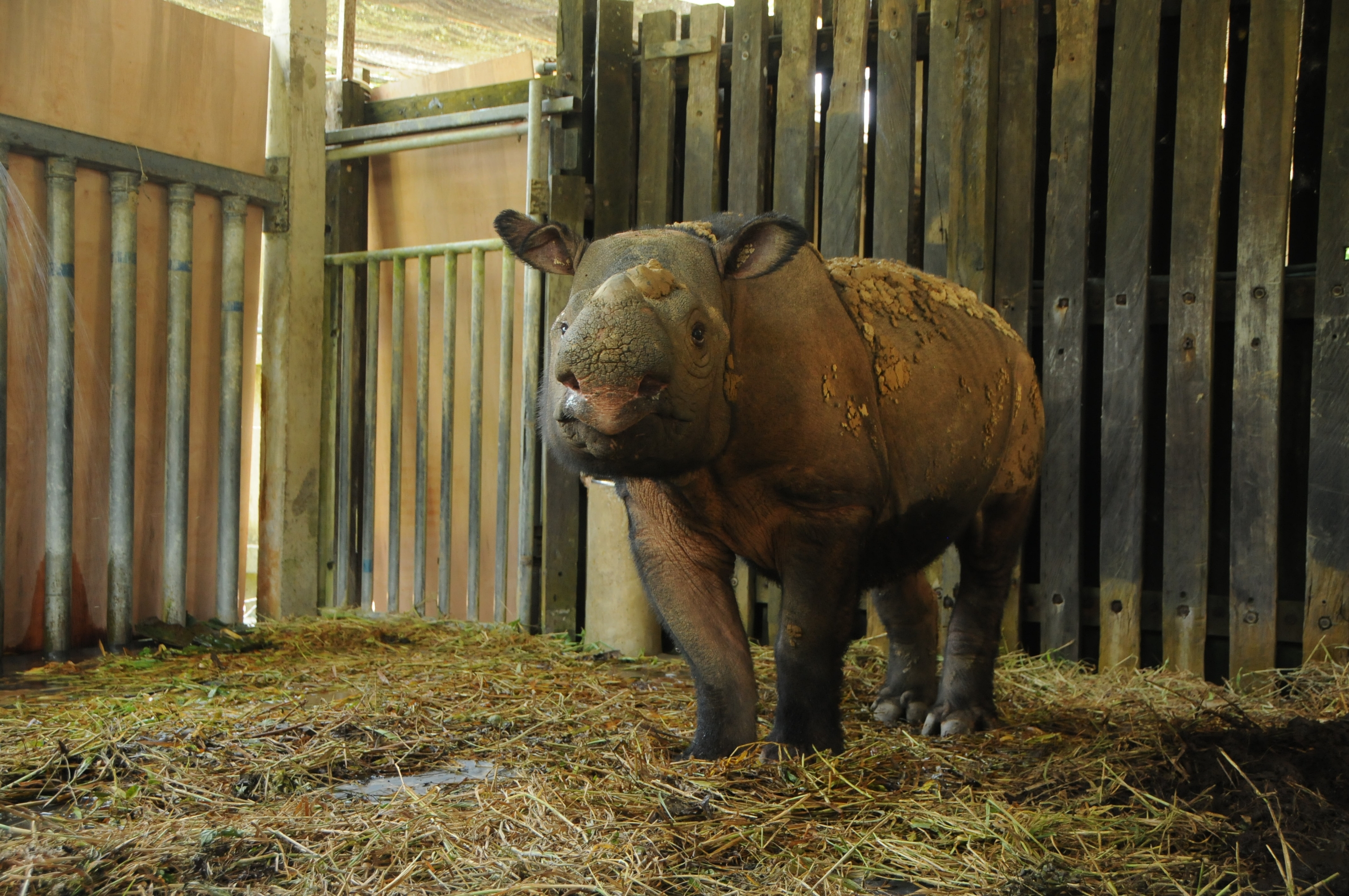 Iman, the last female rhino found in Sabah. Image credit to WWF-Malaysia. 