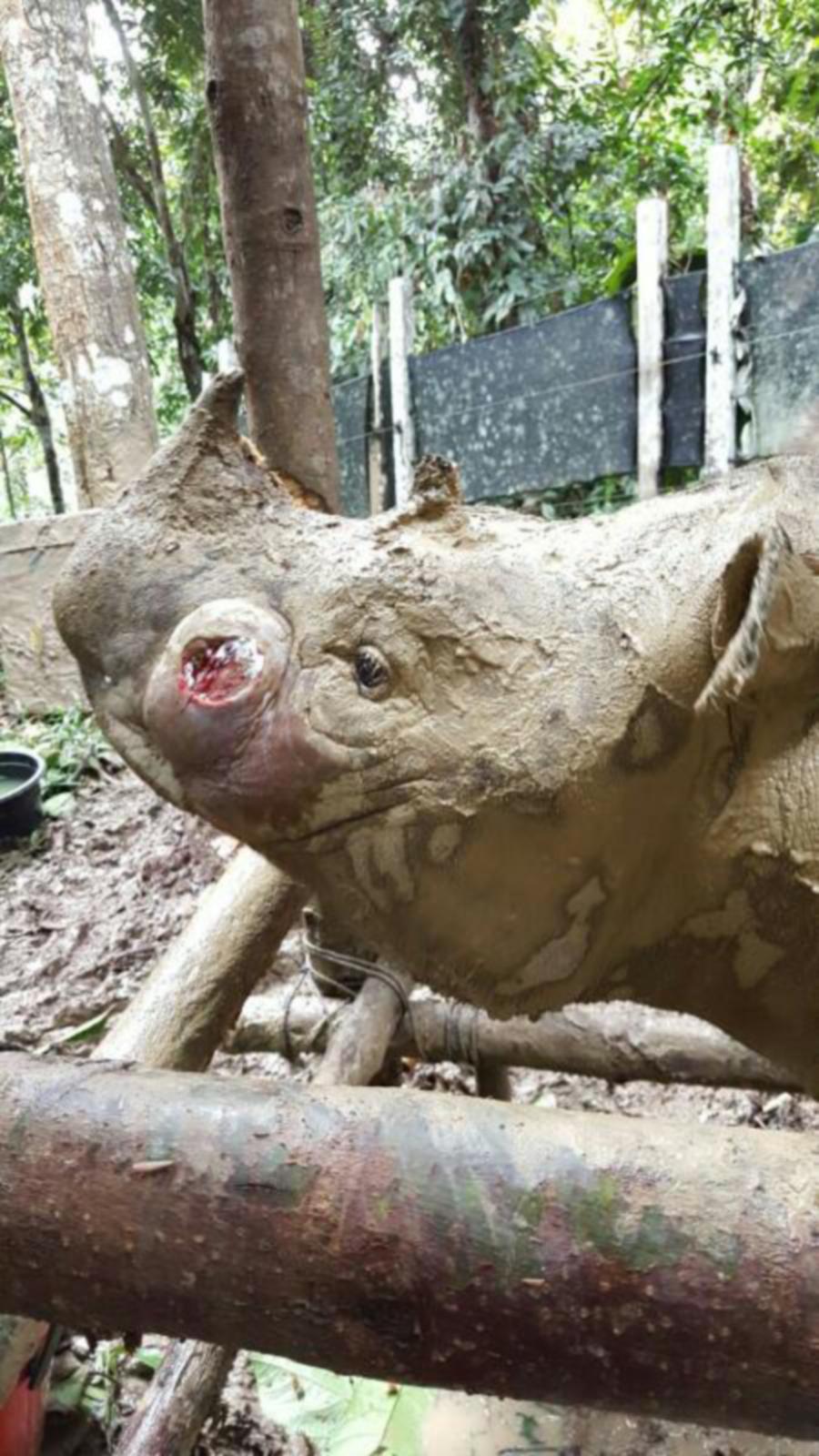 Puntung and the abscess on her left cheek. Image credit to New Strait Times. 