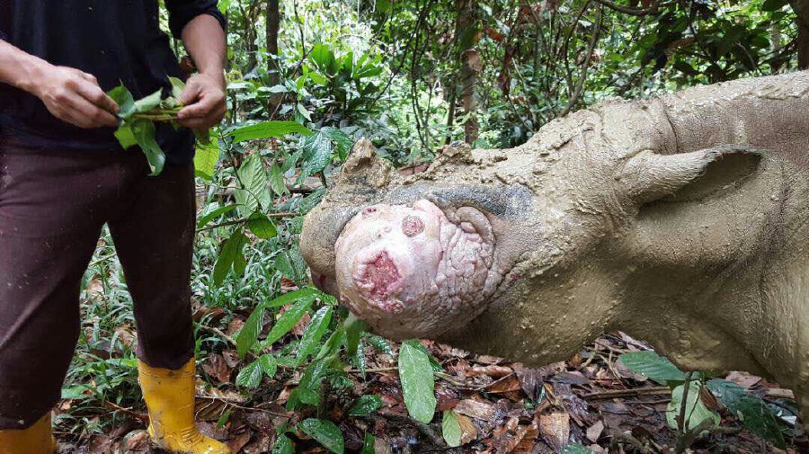 The growth on Puntung caused by the cancer. Image credit to New Strait Times. 