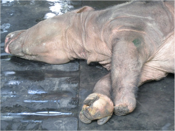 Puntung and her missing left foot. Image credit to borneoproject.org.
