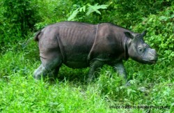 Sabah had only 3 rhinos left, but here’s the sad reason why we had to kill 1 of them.