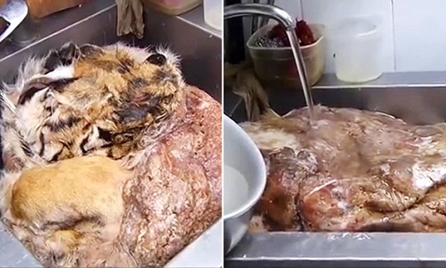 Pic shows: Police seized the heads and skins of tigers and leopards from a restaurant where they were being chopped up for meat.nnRussian cops have seized the heads and skins of tigers and leopards from a restaurant where they were being chopped up for meat and served as delicacy dishes.nnThe officers also confiscated 110 pounds of meat they believe came from a rare Amur tiger and Amur leopard.nnThe restaurant on the outskirts of the Russian capital Moscow prided itself on serving up what it called exotic and expensive dishes.nnBut police suspect that they also ran a lucrative trade in not only serving customers the dead animals to eat but also in selling on the remains to Asian markets for use in traditional medicine.nnA police spokesman said: "We are working on the assumption that the animals were hunted and killed to facilitate the restaurant offering exotic and lucrative dishes.nn"It is also possible that the remains not used in cooking could be sold on for high sums to the traditional Asian medicine market.nn"One kilogramme of tiger meat can fetch around 1,000 GBP.nn"Heads are estimated to be valued at 2,500 GBP while the tiger skin is estimated to be worth around 7,000 GBP.nn"Tiger meat is quite popular amongst certain members of the elite because they believe that eating them improves performance from the boardroom to the bedroom."nnAccording to the World Wide Fund For Nature, both the Amur leopard and tiger are endangered species with the leopard being labelled as critically endangered.nnPolice are now questioning a Vietnamese employee of the restaurant on suspicion of killing and trafficking the animals to Moscow.nn(ends) 