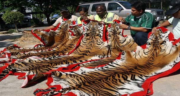 tiger skins poaching kedah