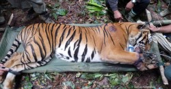 Once rescued in West Malaysia, 30% of endangered animals die in captivity. But WHY?