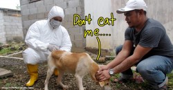 Is eating dog meat causing people in Sarawak to die of an odd disease?
