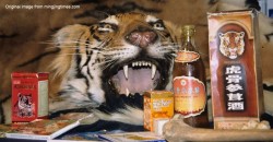 8 WTF reasons people kill tigers for in Malaysia and around the world