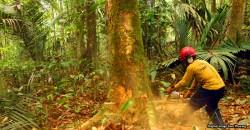 Two potential cures for HIV were found in Malaysian forests. Here’s how we almost lost them.