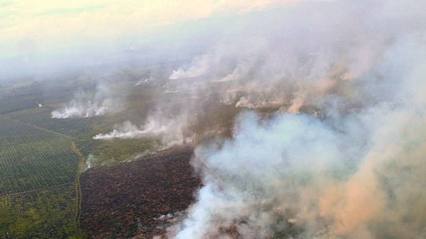 Clearing of palm oil plantation in Aceh. Photo from smh.com.au 