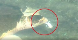 Netizens freaking out over video of turtles eating each other at Terengganu resort. Should they?