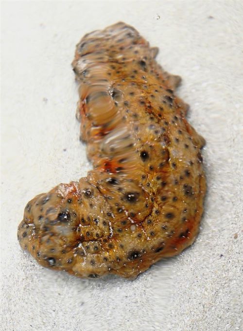 golden sea cucumber