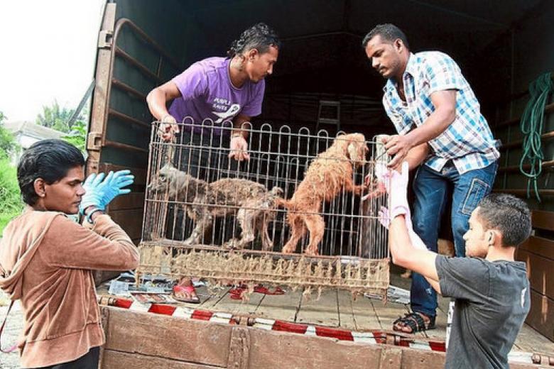 malaysia independent animal rescue