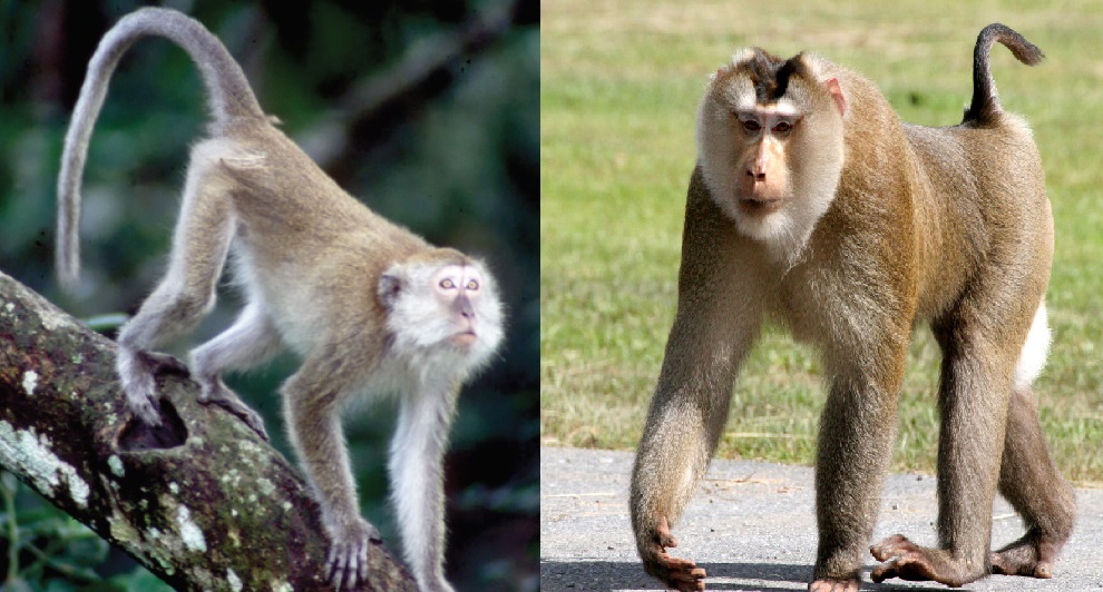A long-tailed macaque (left) and a pig-tailed macaque, the two kinds of monkeys tested for P. knowlesi. Photos from Dr. Balbir and Infowpb