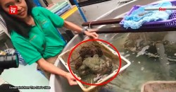 Scientists discover a new breed of sea cucumber in Kedah that can commit suicide by dissolving into mush