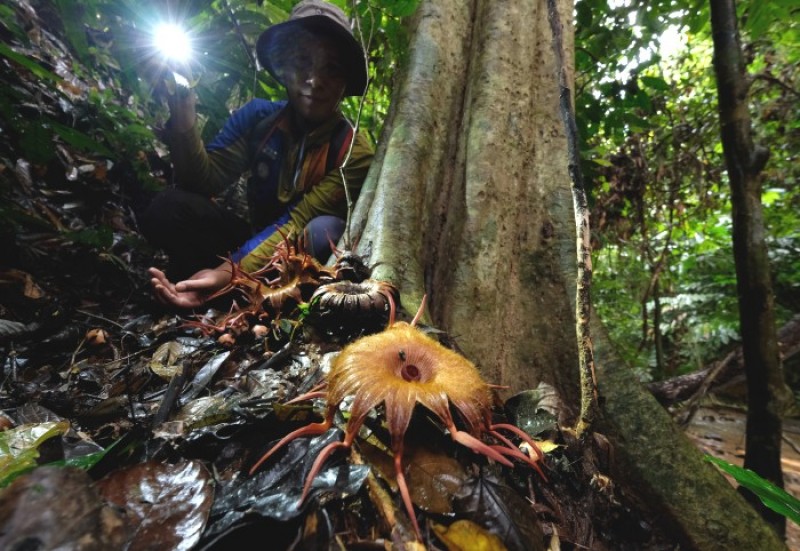 A cluster of Rhizanthes lowii at Merapoh. Img from Sin Chew Daily.