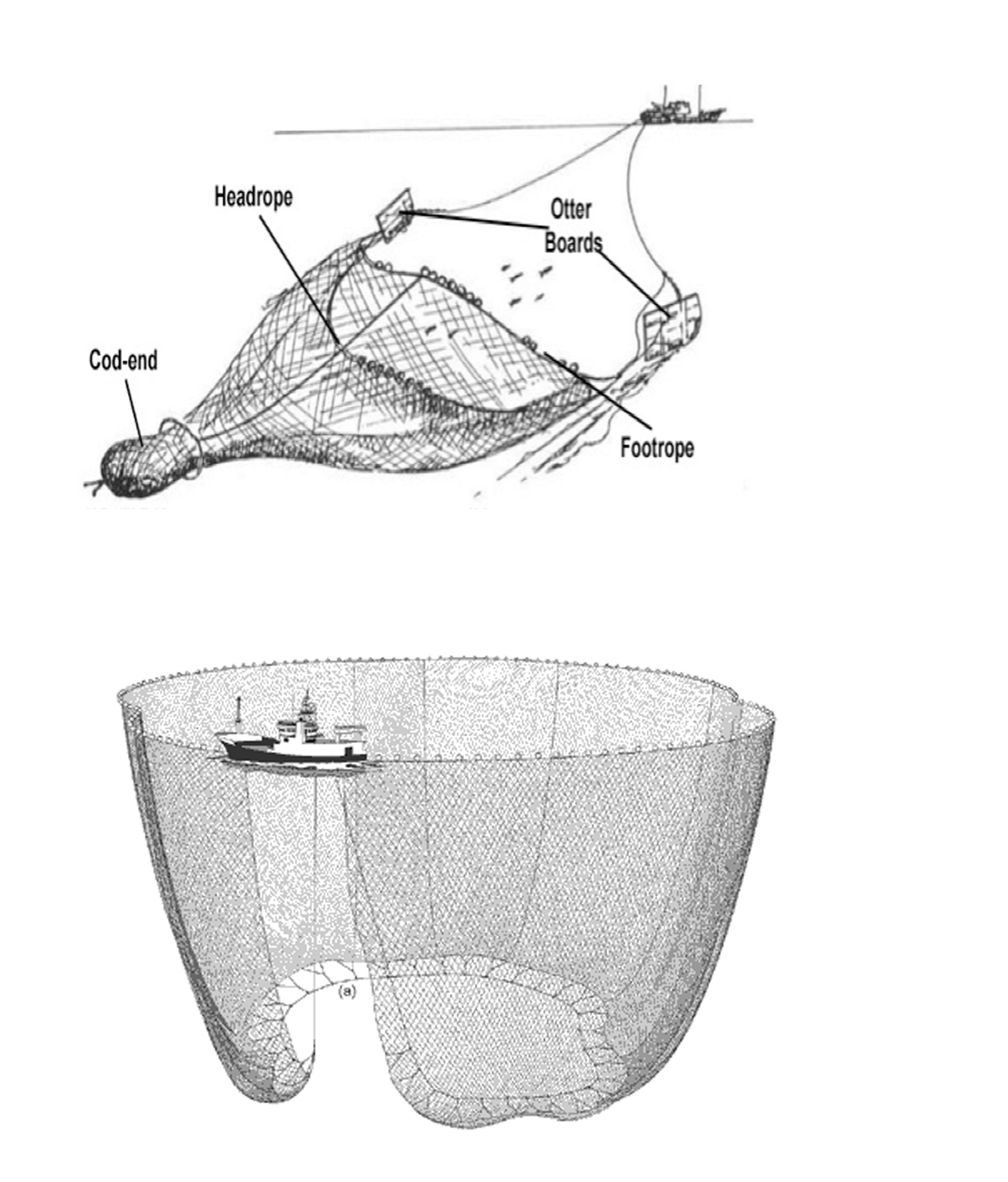 Top is a trawl net, bottom is a purse seine. Imgs from The Daily Catch and Gudangnya Ilmu.