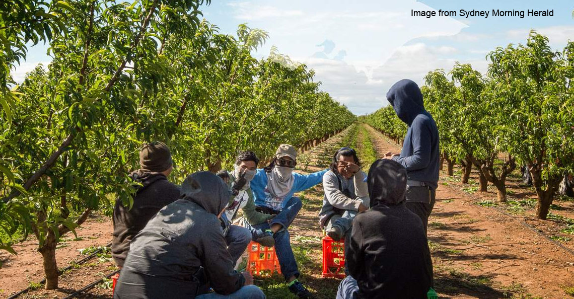 Malaysians falling for fruit-picking scams have become slaves working on  Australian farms