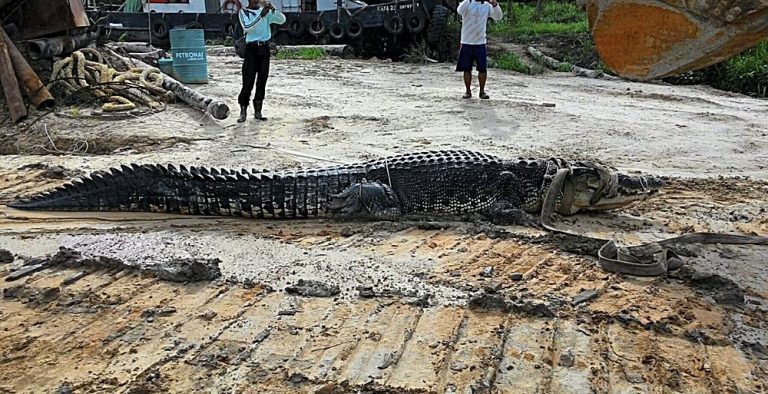 A 4.75m crocodile captured in Miri, 2015. Img from Utusan Malaysia.