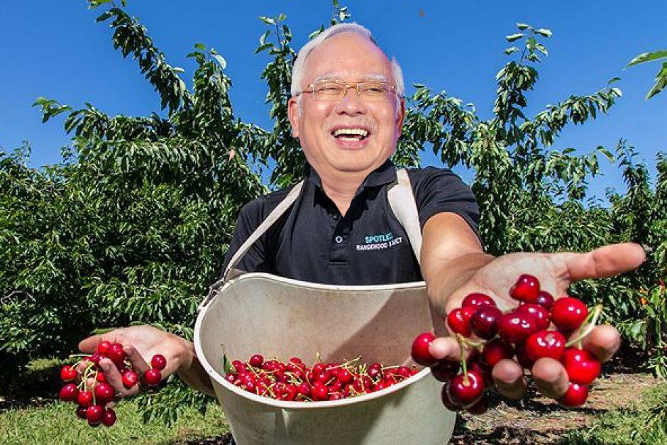 Najib cherrypick