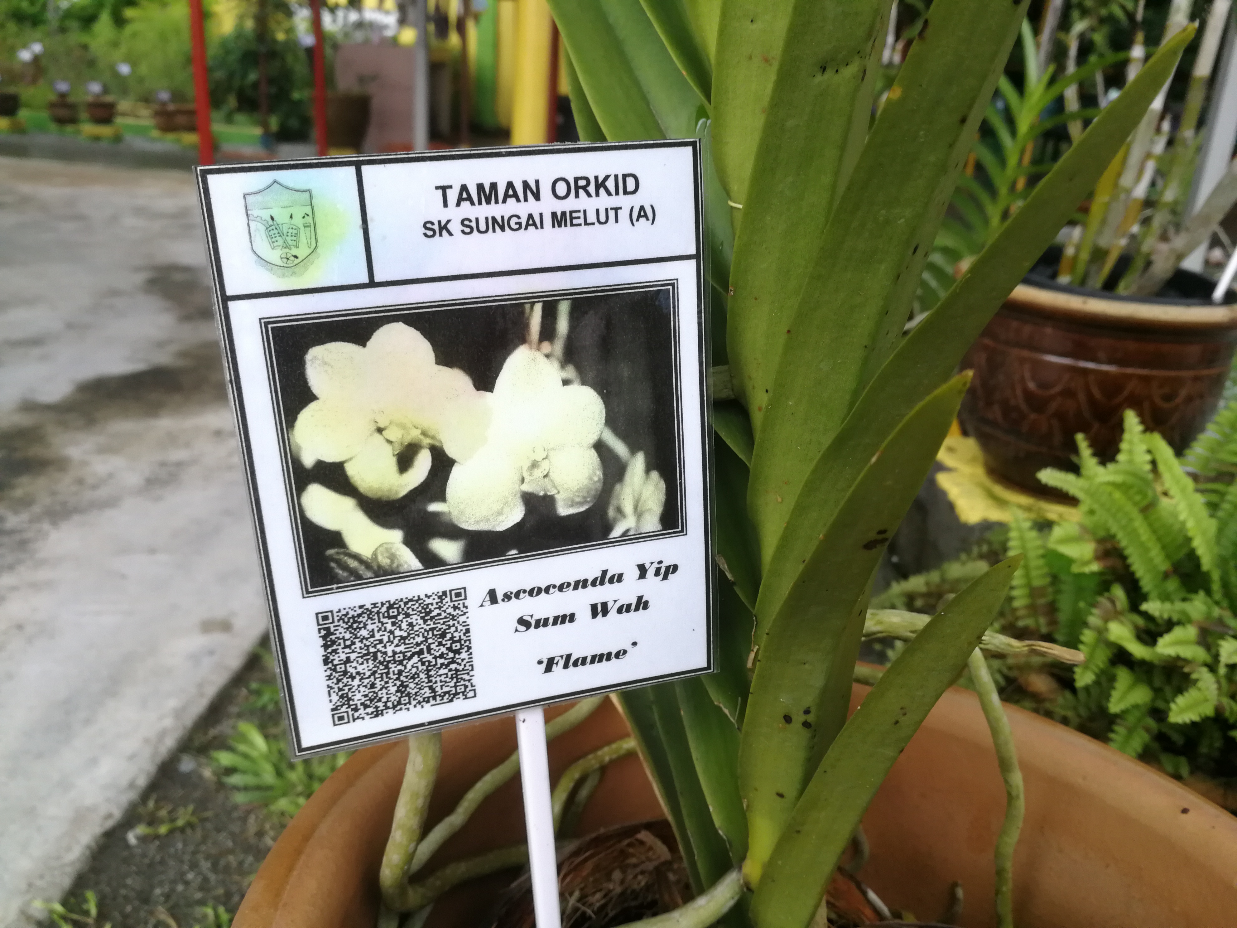 An info tag at the orchid garden.