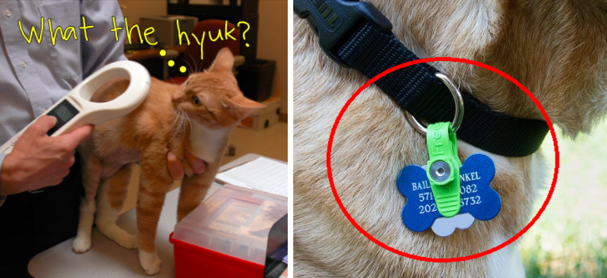 microchip collar tag lost pet