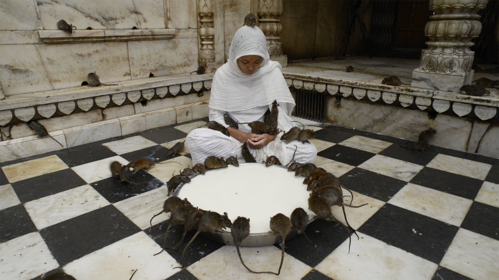 A devotee sharing milk with the rats at the temple. Img from mirukim.com.