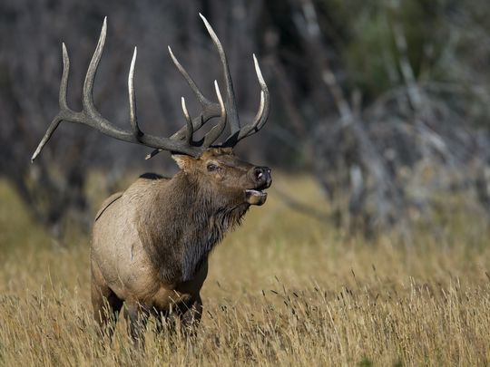 Elks are very horny animals. Img from the Coloradoan.