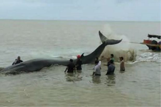 It's a wonder the whale didn't drag them back. img from The Star.