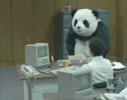 angry panda office