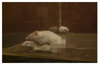 Somewhere in the world, a bunch of scientists have to watch mice getting it on for a job. Img from scialert.