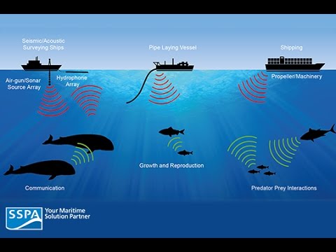 Sounds are a greater deal underwater. Img from LoveScience's YouTube.