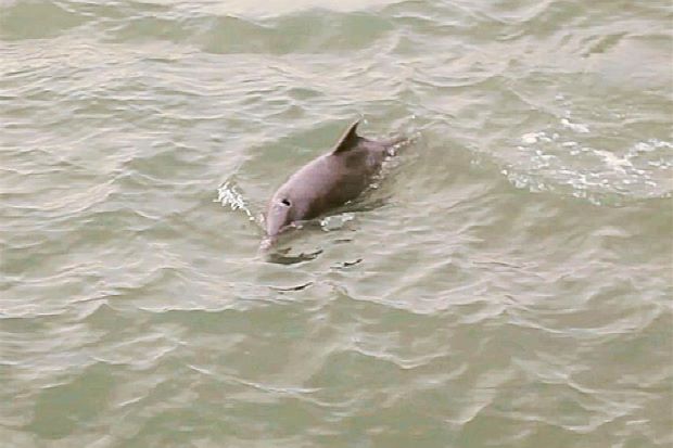 "Hurr durr I'm a Penang dolphin." Img from The Star.